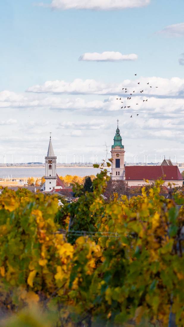 Blick über herbstliche Weingärten auf die Kirchtürme von Rust und den Neusiedler See